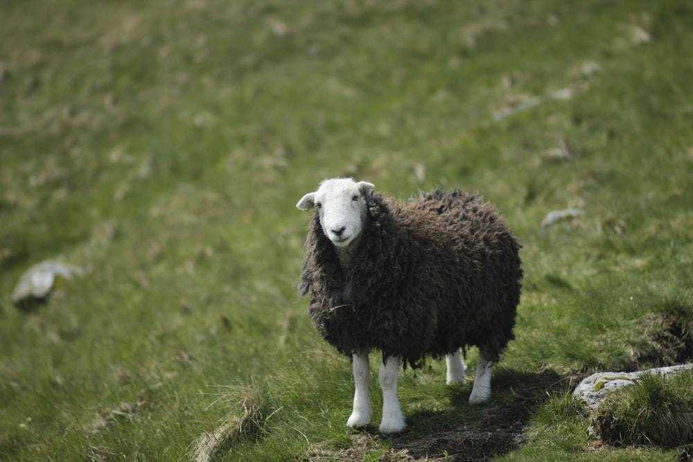 white sheep on green grass during daytime