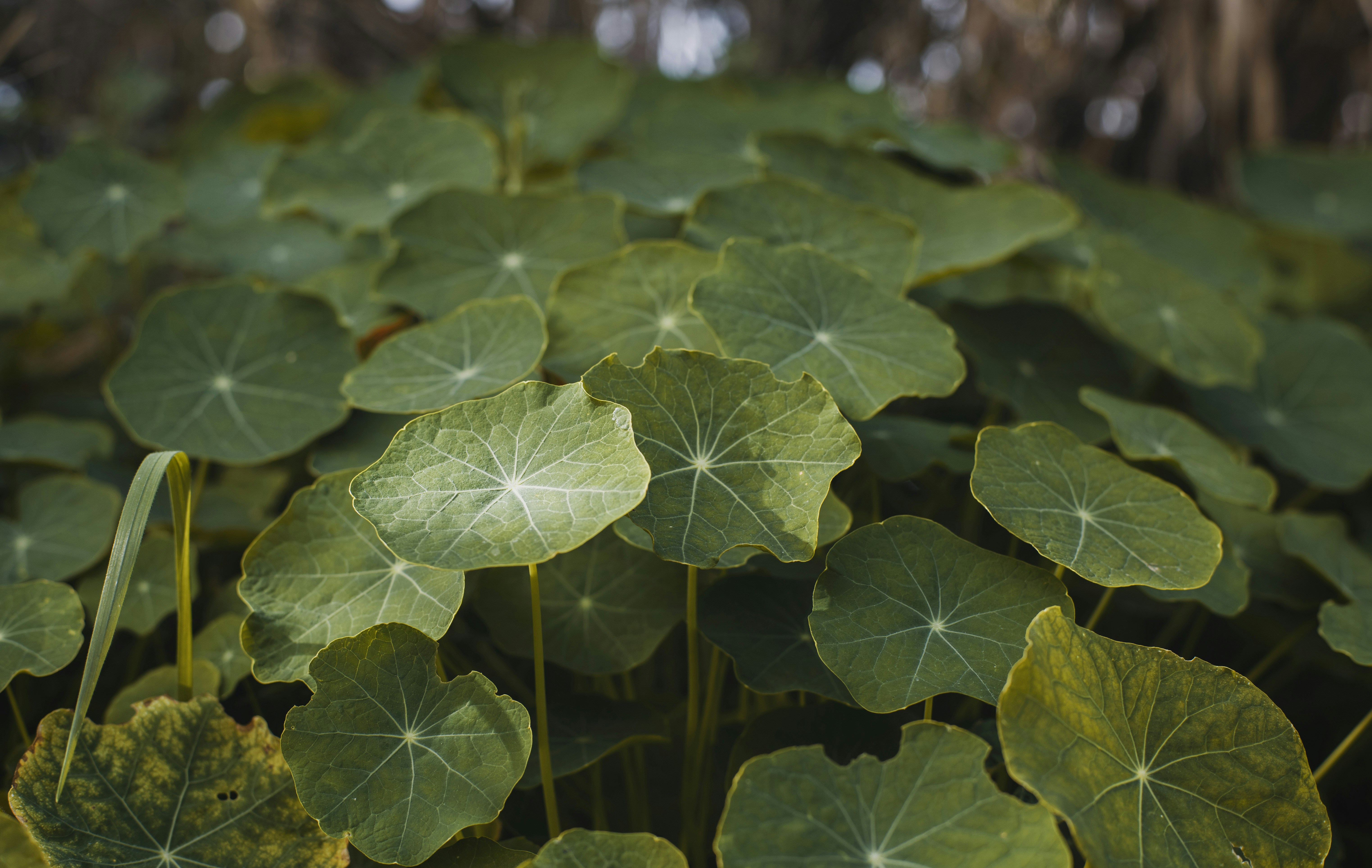 Photo by victor_vector