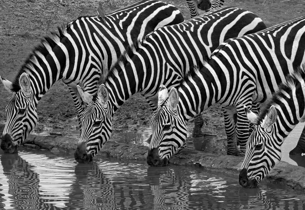 zebra standing on gray sand