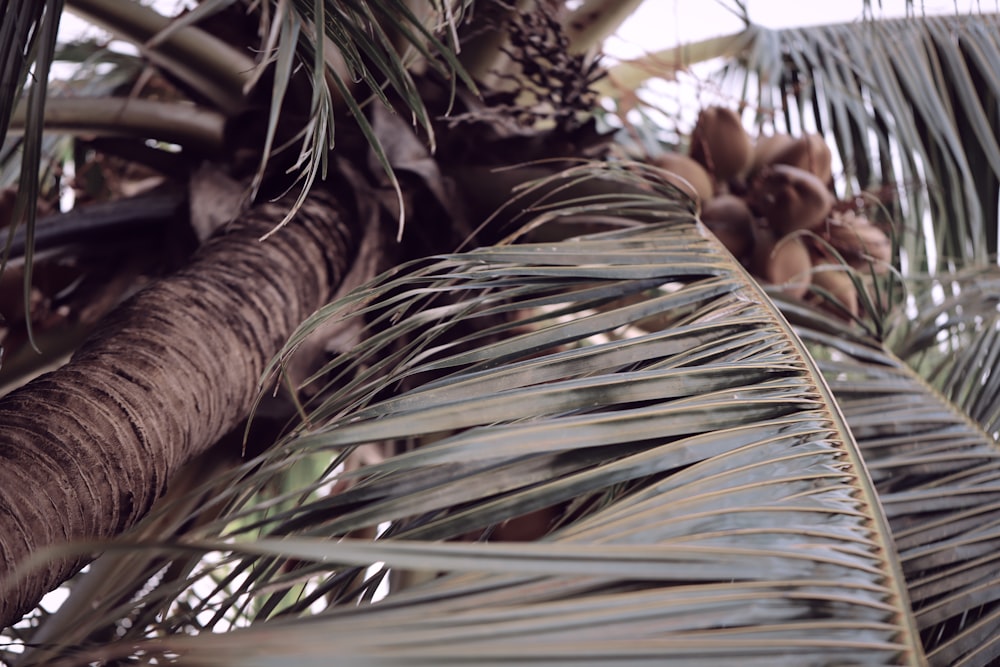 green and brown plant during daytime