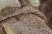 Layered texture of fibrous material with intricate details of interwoven threads, possibly part of a plant wrapping or bark. The fibers appear dry and have a natural, earthy hue.