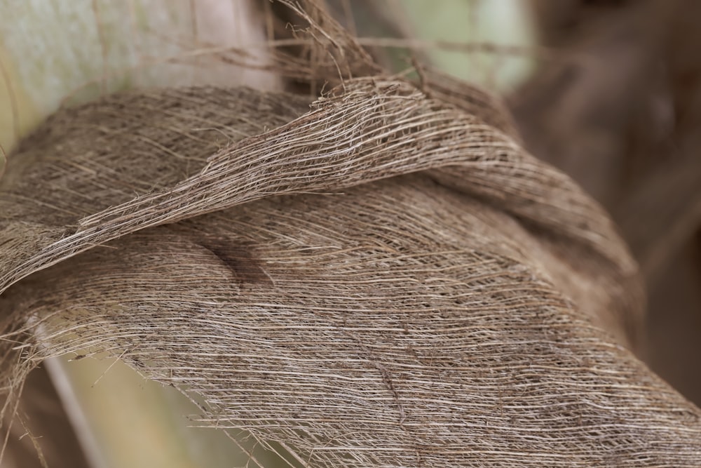 brown rope on brown tree