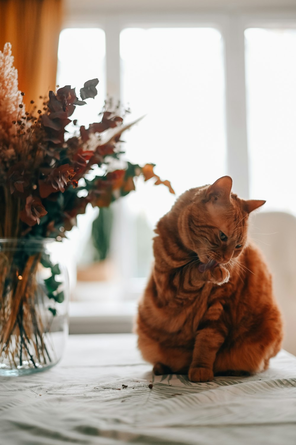 orange tabby cat sitting on white table