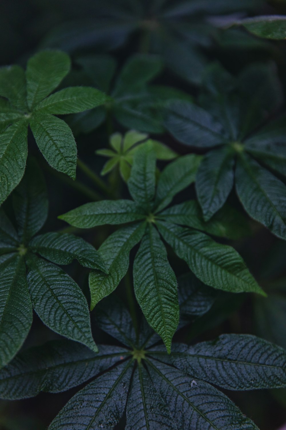 green leaves in macro lens