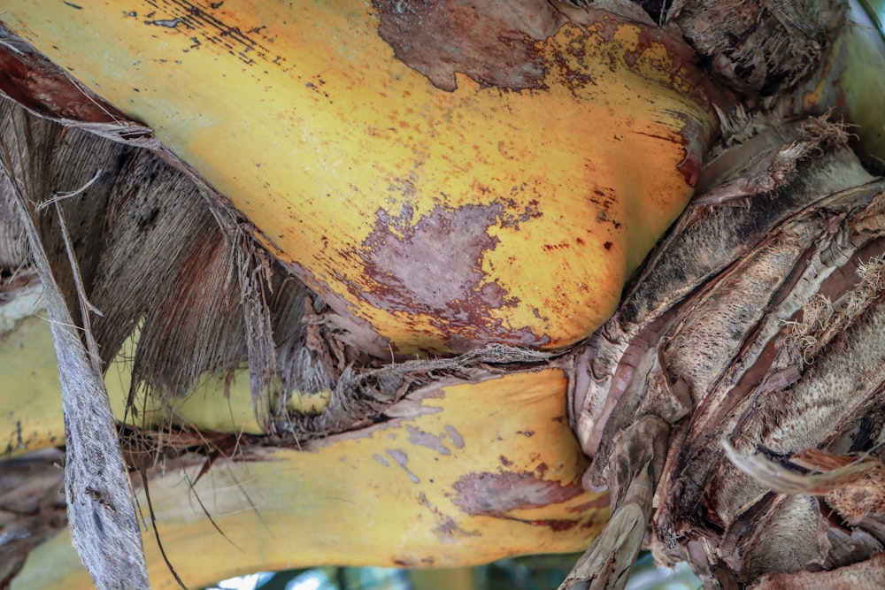 a bunch of bananas that are on a tree