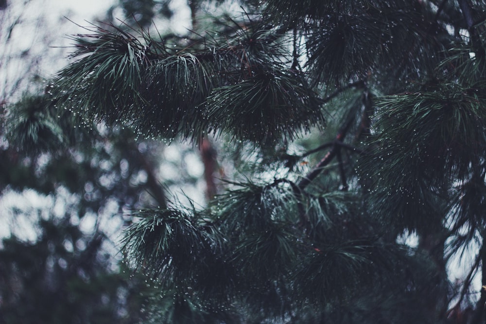 green pine tree with snow