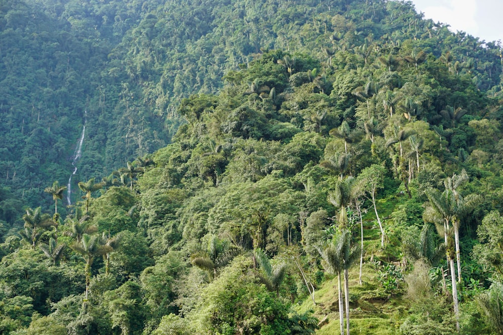 green trees on mountain during daytime