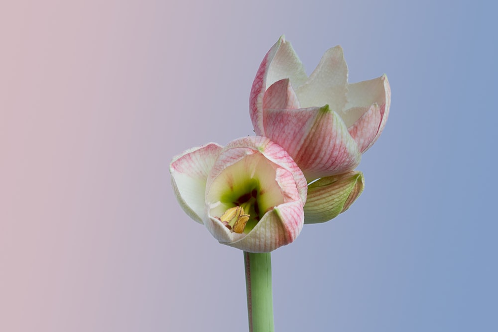 pink and white flower in close up photography