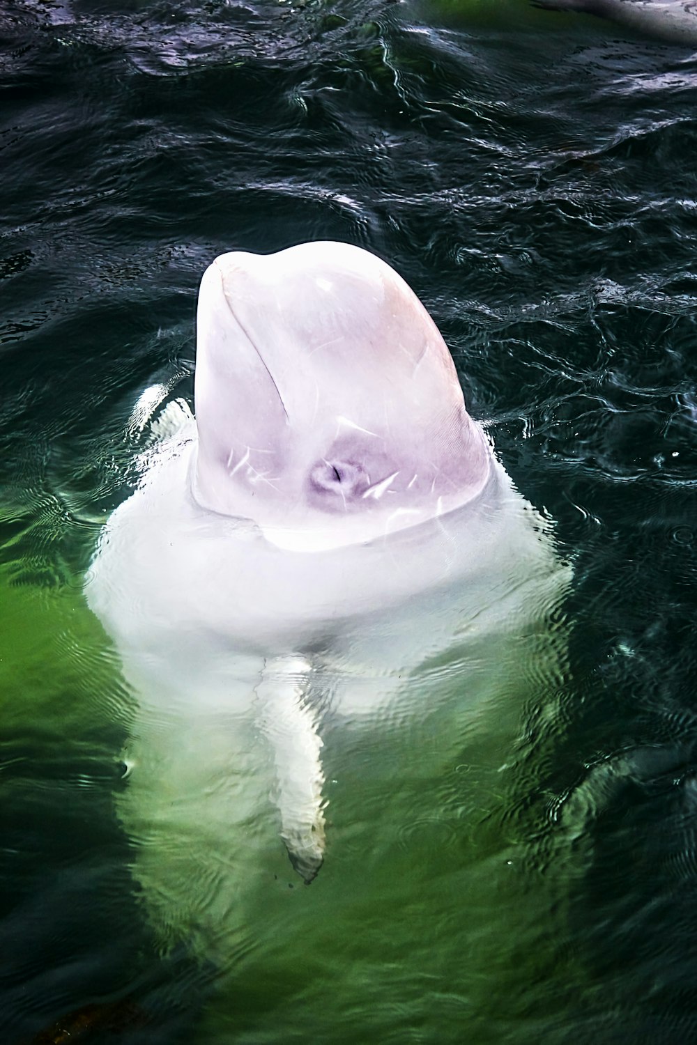 beluga whale wallpaper