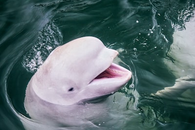 white swan on green water