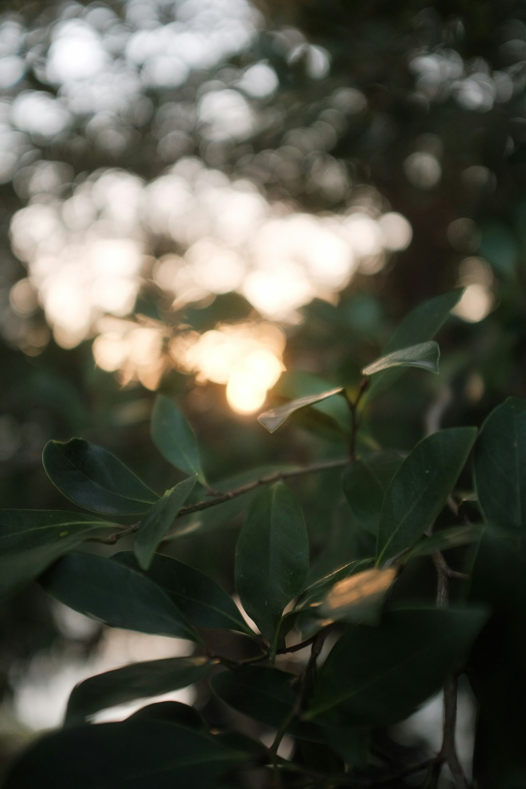 green leaves in tilt shift lens