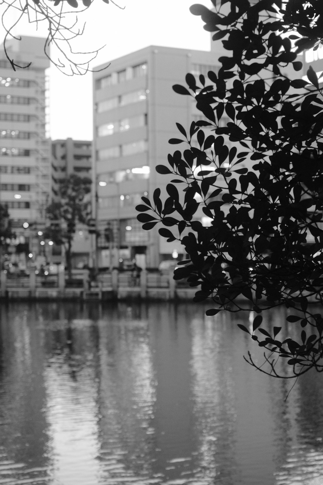 green plant near body of water during daytime