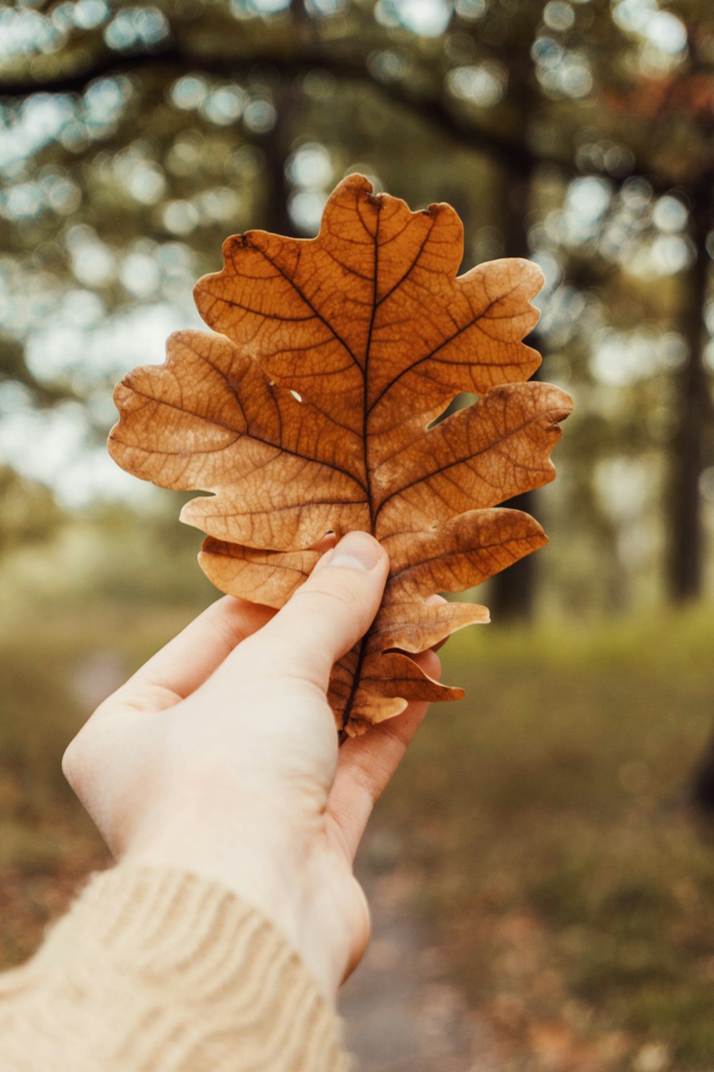 person holding brown maple leaf