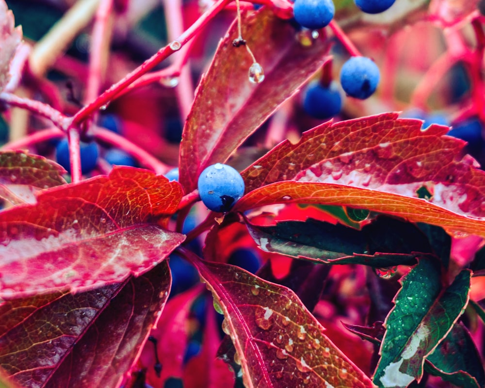 fruta redonda azul no caule marrom