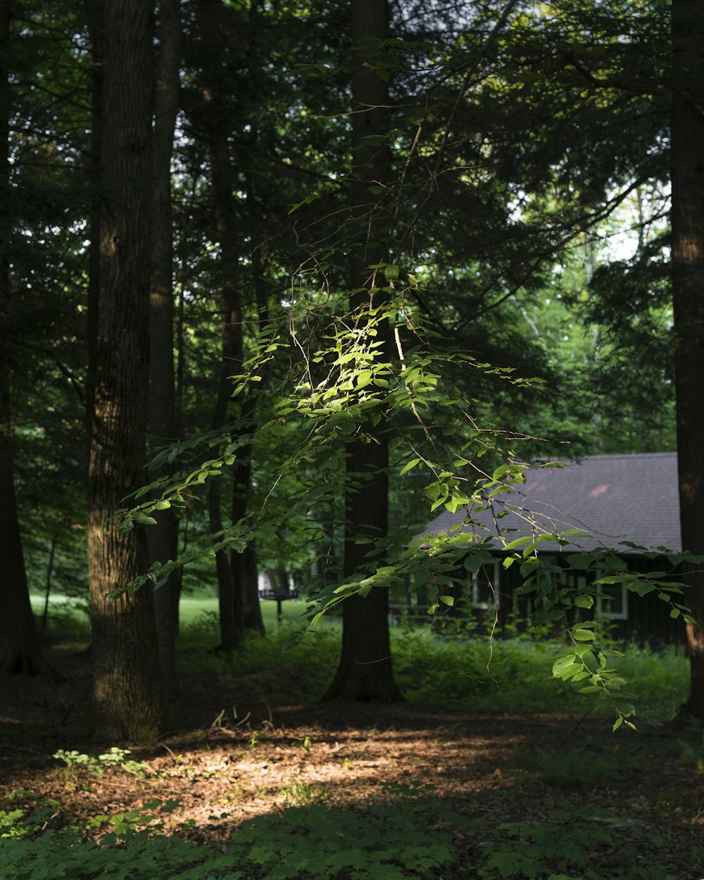 green trees near brown house