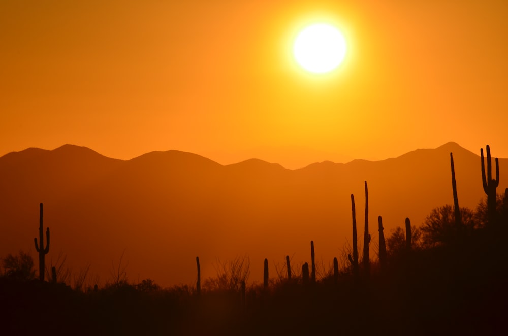 silhouette of grass during sunset