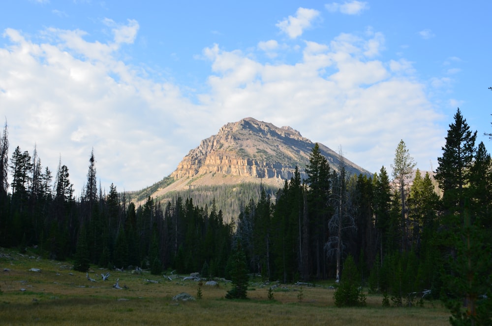 green pine trees near brown mountain under blue sky during daytime