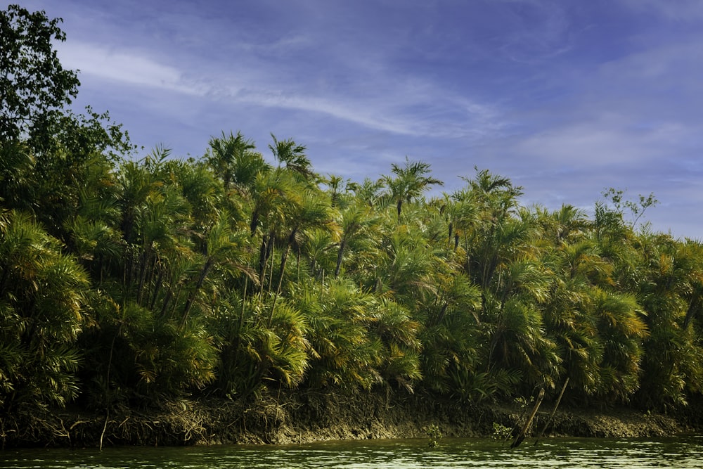 green palm trees near body of water during daytime