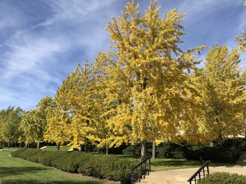 yellow leaf tree on green grass field during daytime