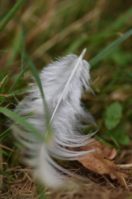 A gentle feather resting on a bed of earth-toned fabric, symbolizing warmth and care.