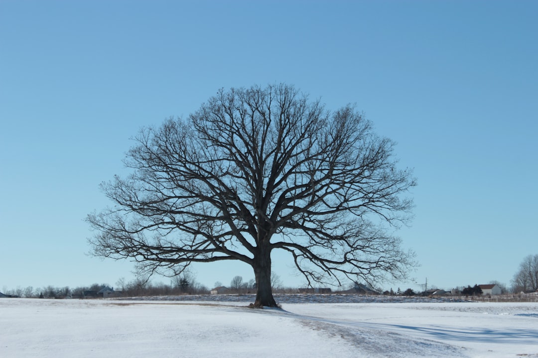 leafless tree on snow covered ground during daytime