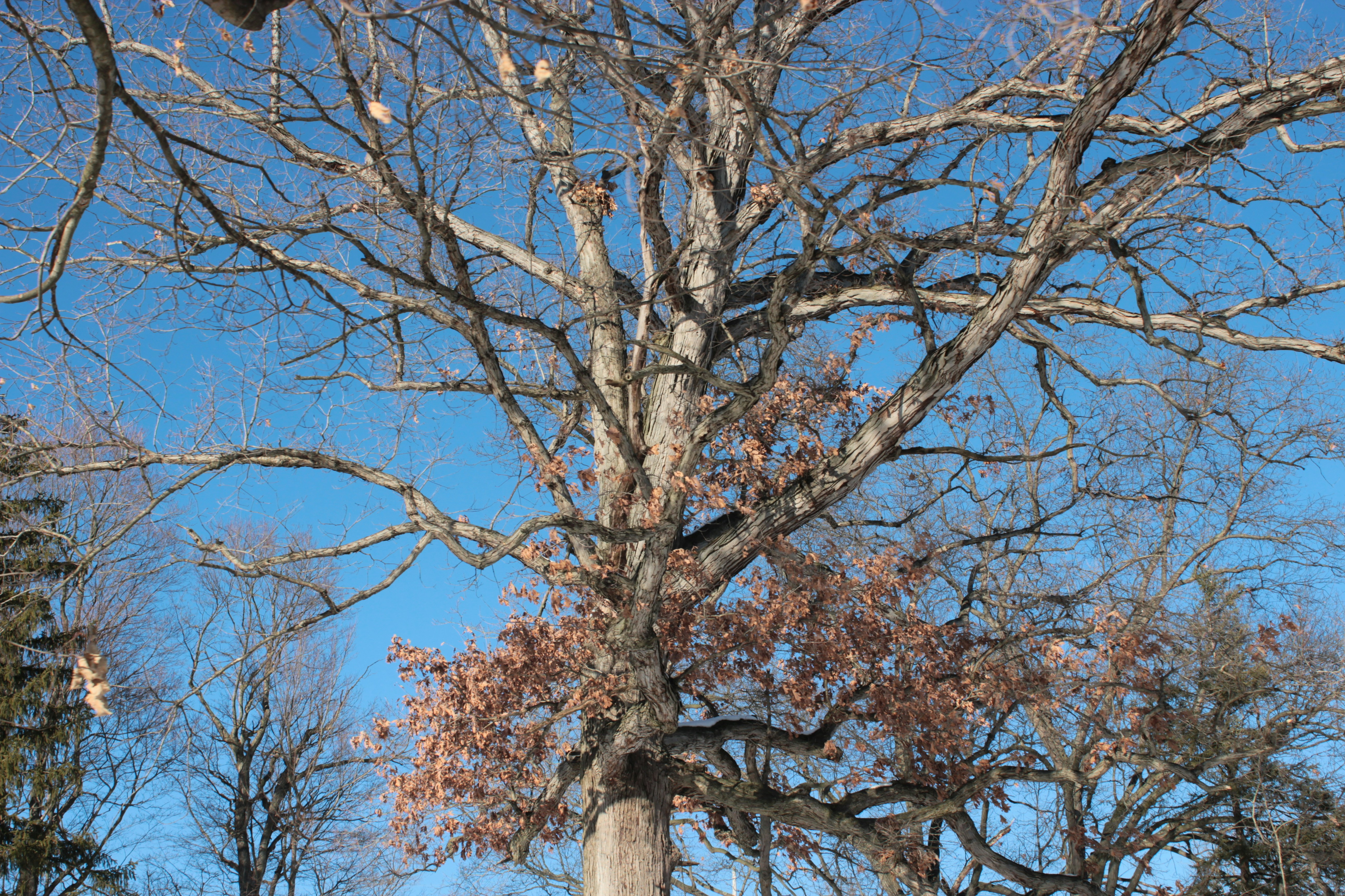 Photo by mrgreatheart