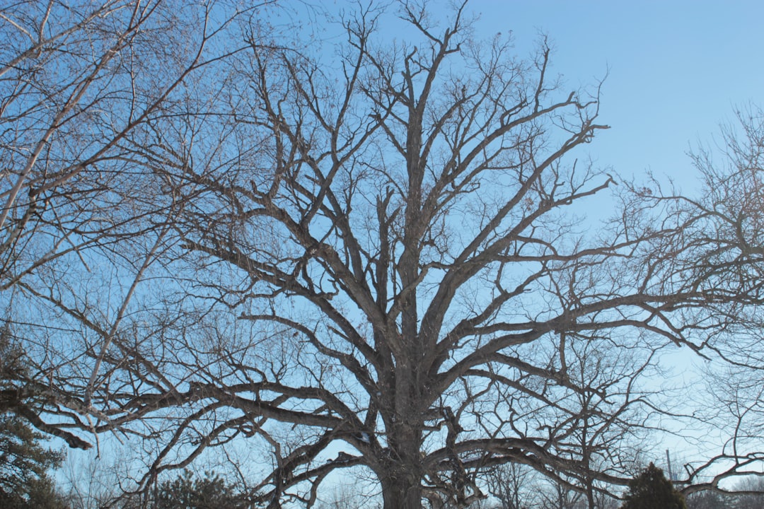 leafless tree under blue sky