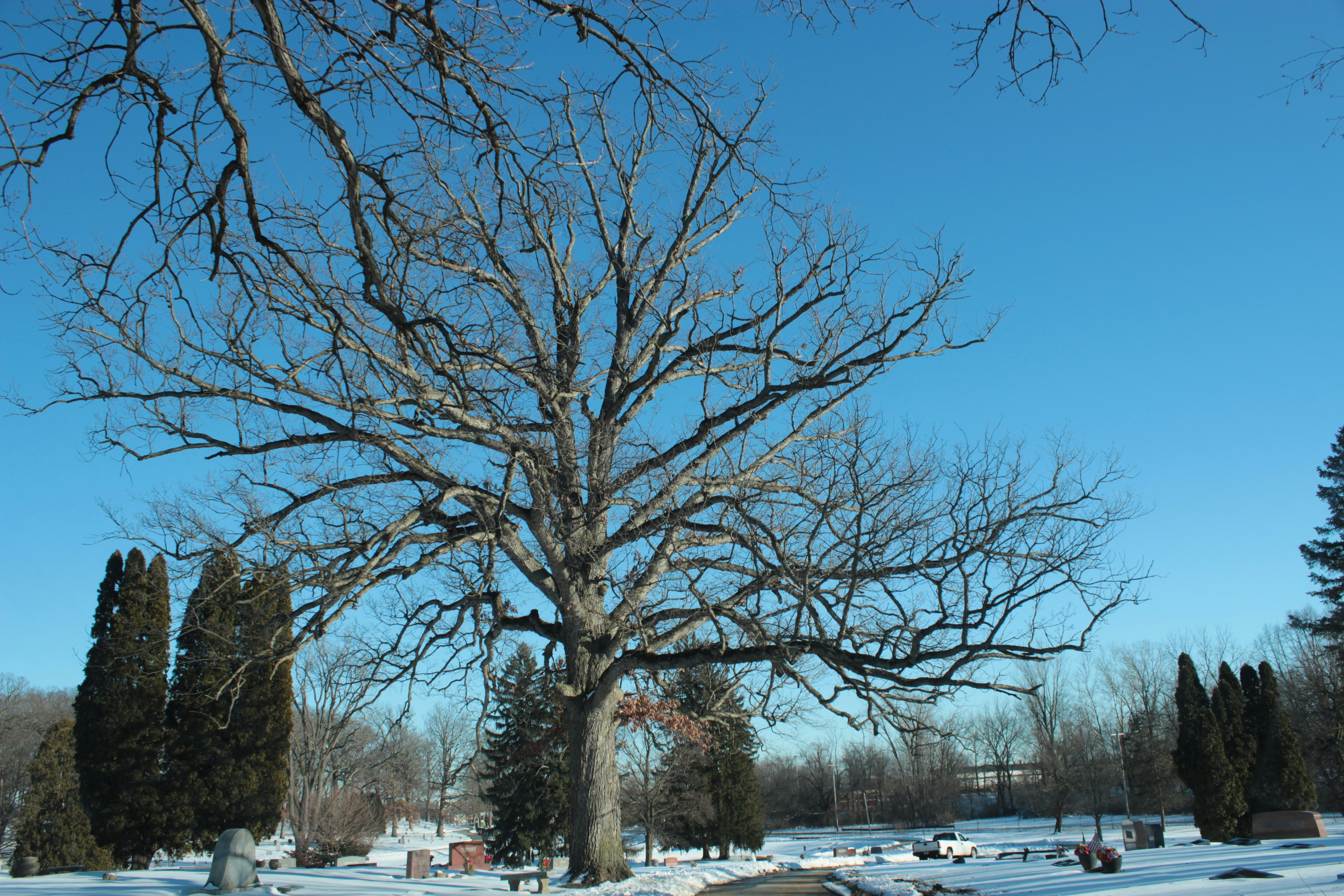 Photo by mrgreatheart