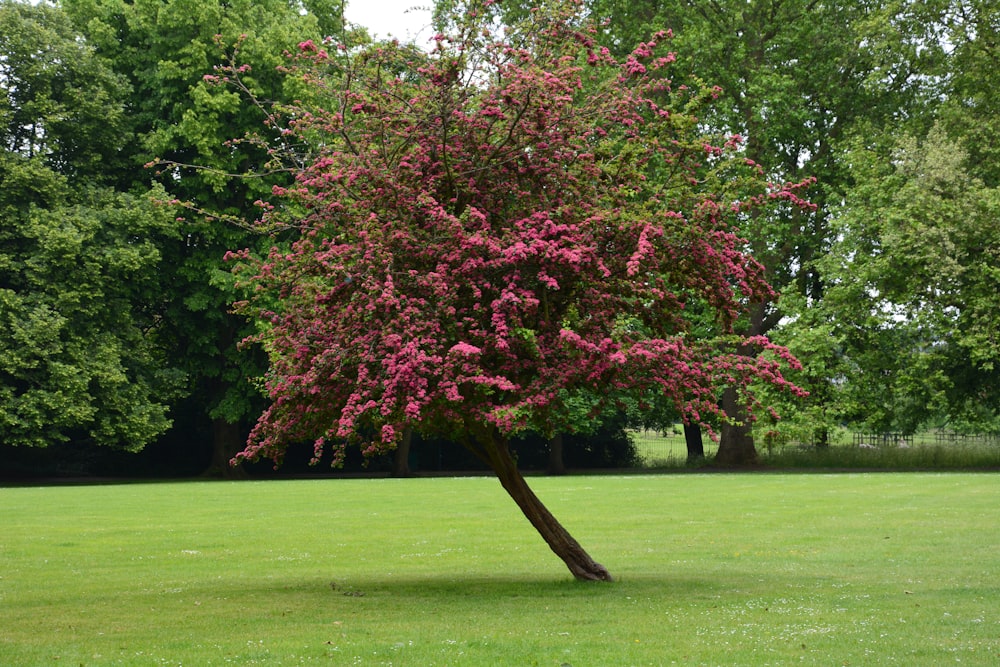 pink and green leaf tree on green grass field during daytime