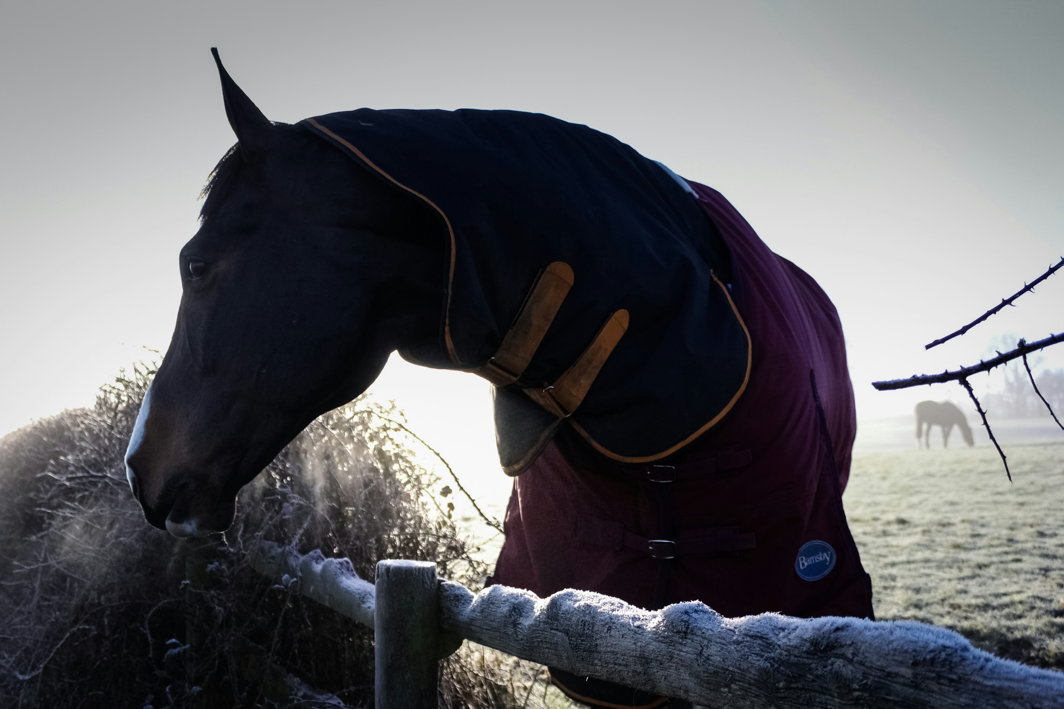 Persona con chaqueta roja de pie junto al caballo negro durante el día
