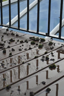 Before and after photo of a wooden terrace cleaned to remove moss and dirt.