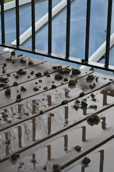 A section of a wet wooden deck displays scattered clumps of green moss. Metal railings create reflections on the surface of the wood, highlighted by the overcast sky visible through glass panels in the background.