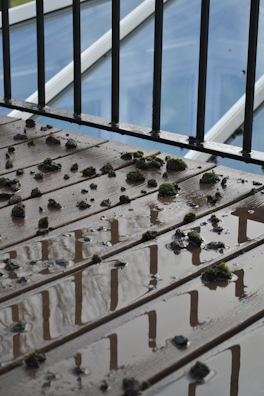 A section of a wet wooden deck displays scattered clumps of green moss. Metal railings create reflections on the surface of the wood, highlighted by the overcast sky visible through glass panels in the background.