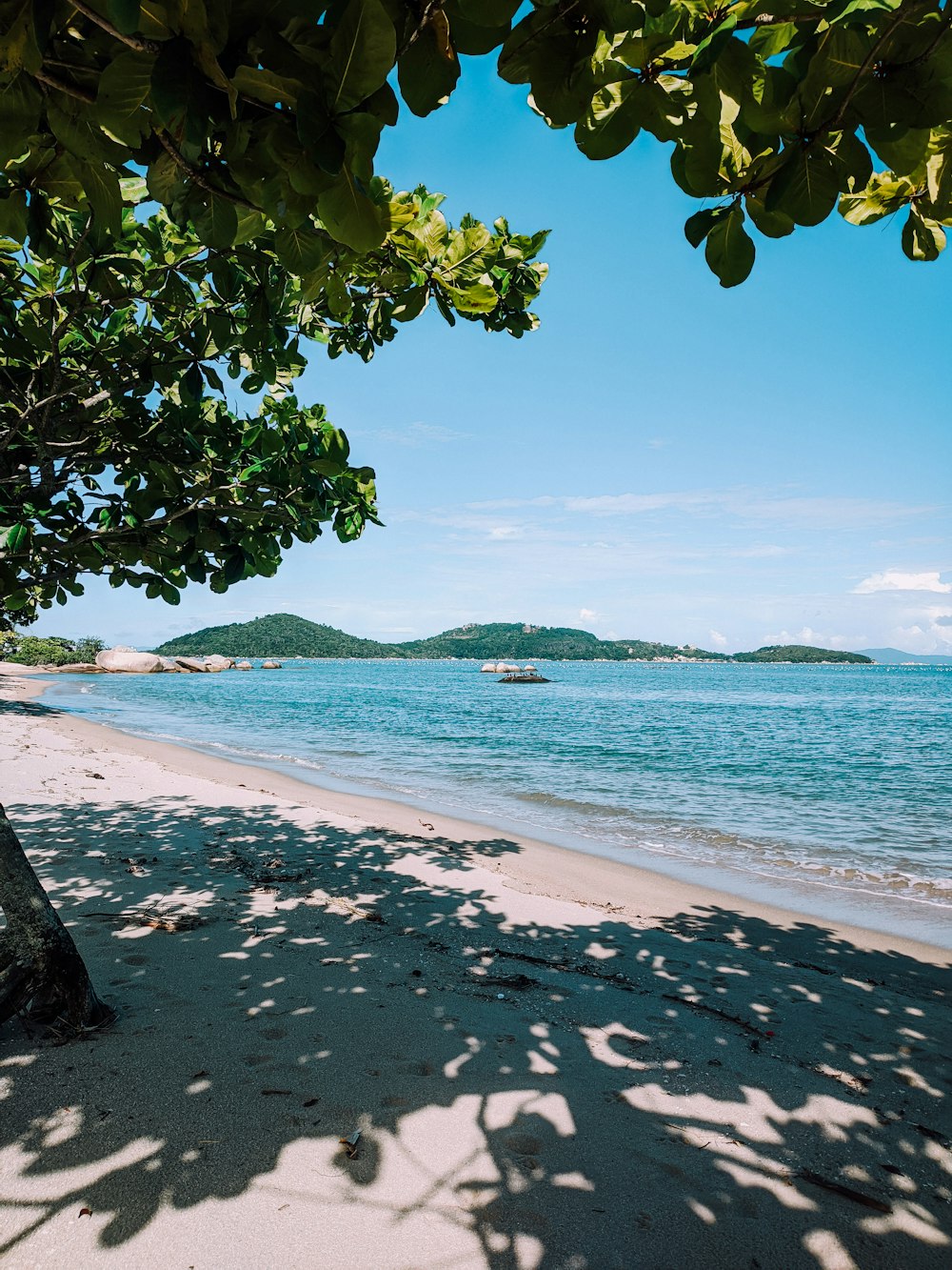 green tree near body of water during daytime