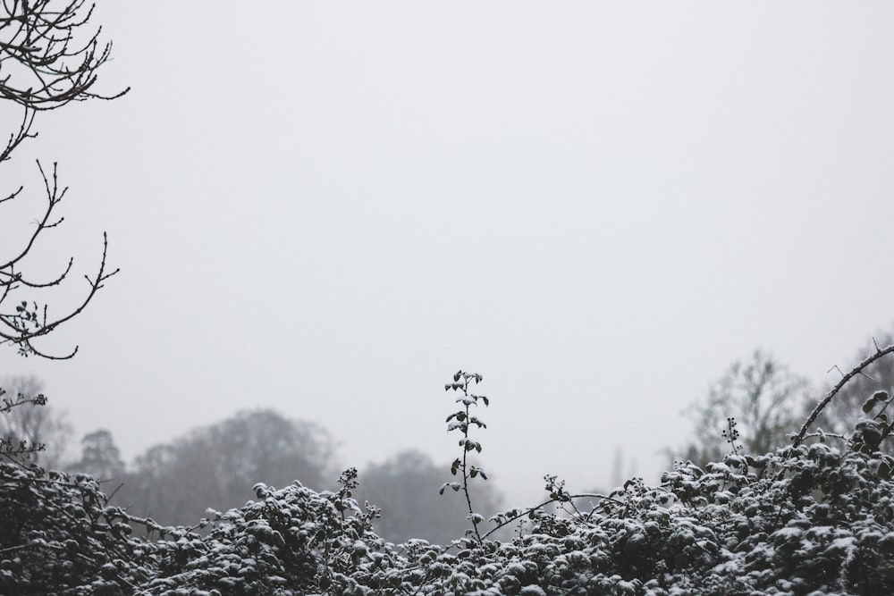 green plant on mountain during daytime