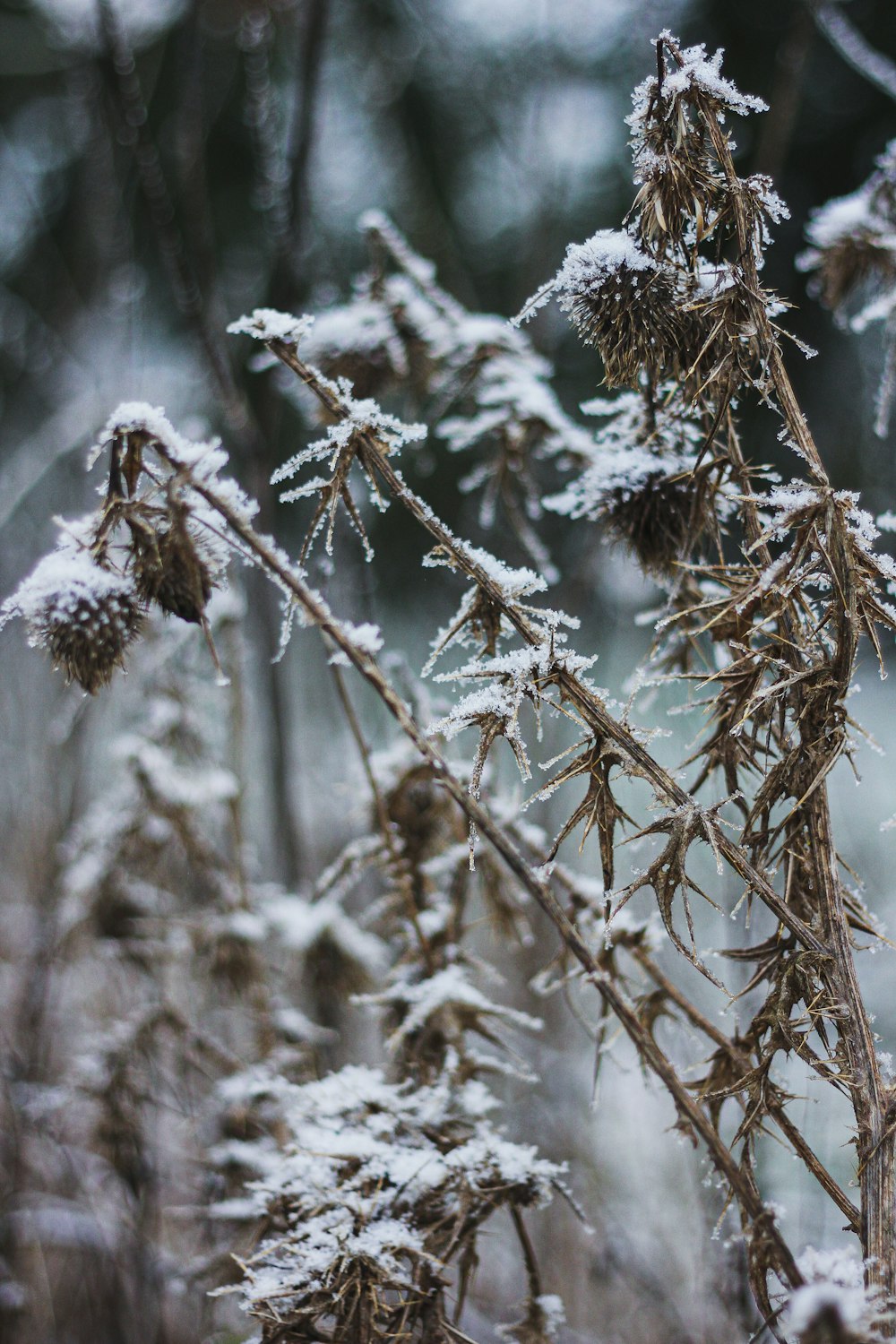 white and brown plant during daytime