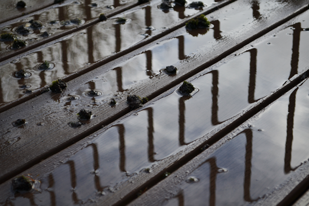 Raindrops create ripples on a wet wooden deck. Reflections of a railing pattern are visible in the water collected on the planks. Small patches of moss or algae are scattered across the surface.
