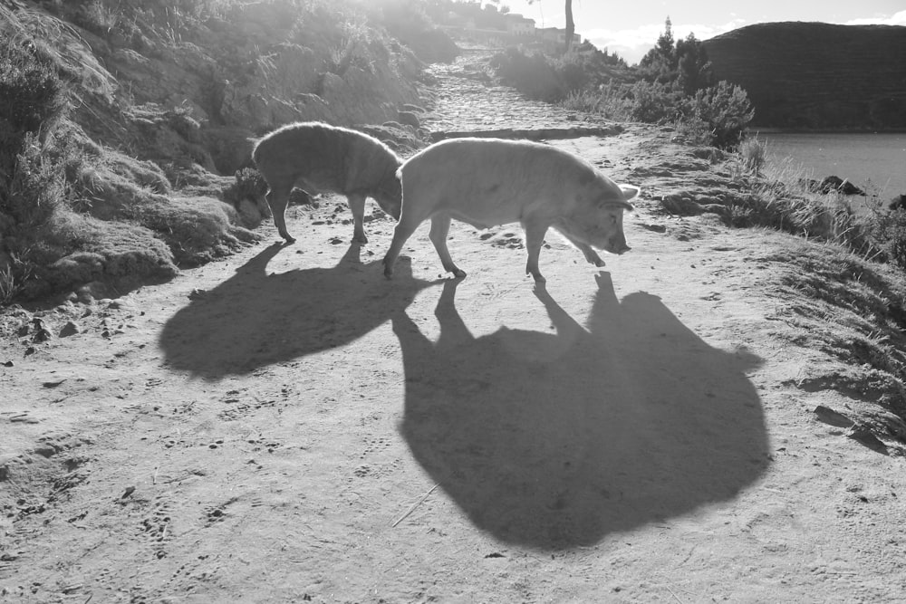 Photo en niveaux de gris de chevaux sur le terrain