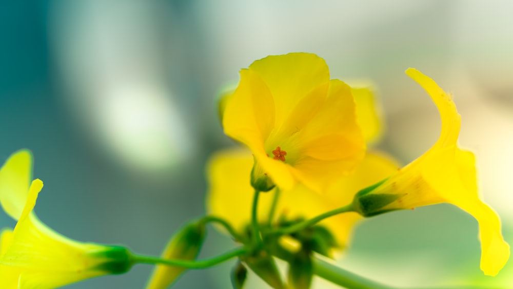 yellow flower in tilt shift lens