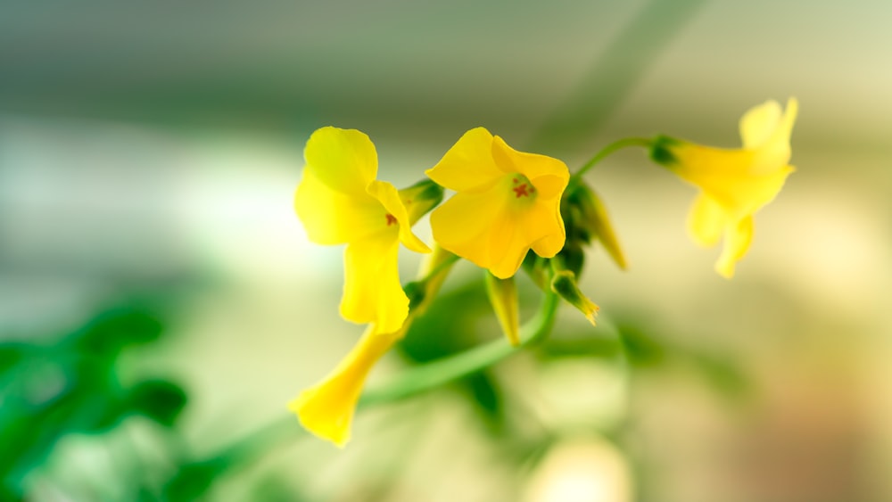 yellow flower in tilt shift lens