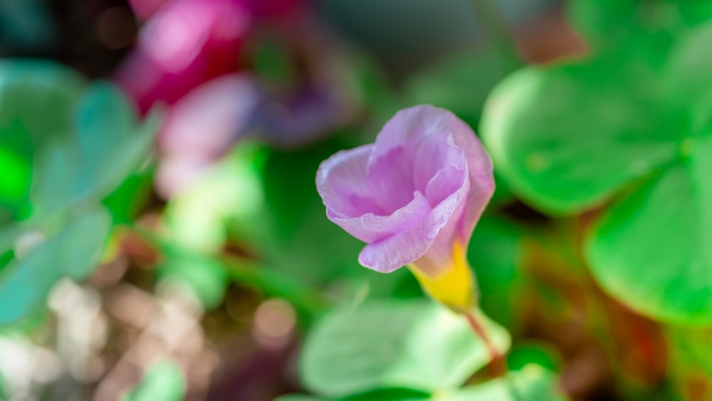 pink flower in tilt shift lens