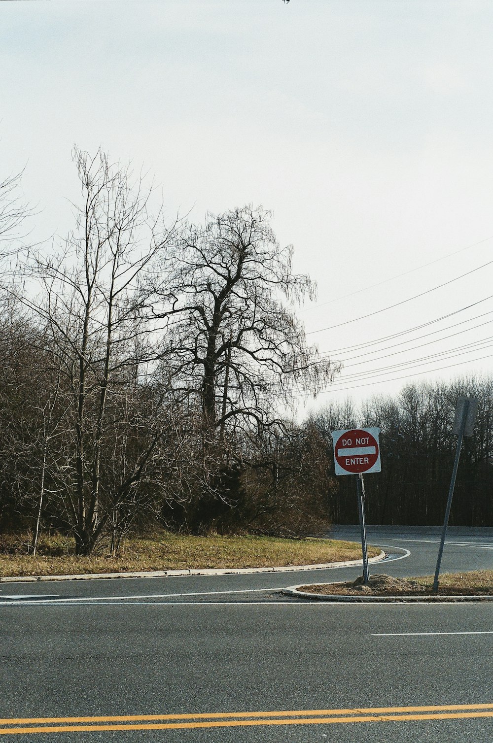 stop sign near bare trees during daytime