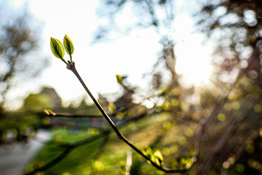 green leaf plant during daytime