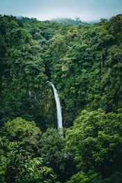 waterfalls in the middle of green trees