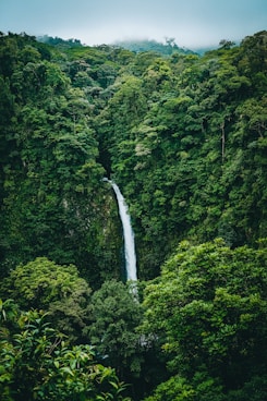 waterfalls in the middle of green trees