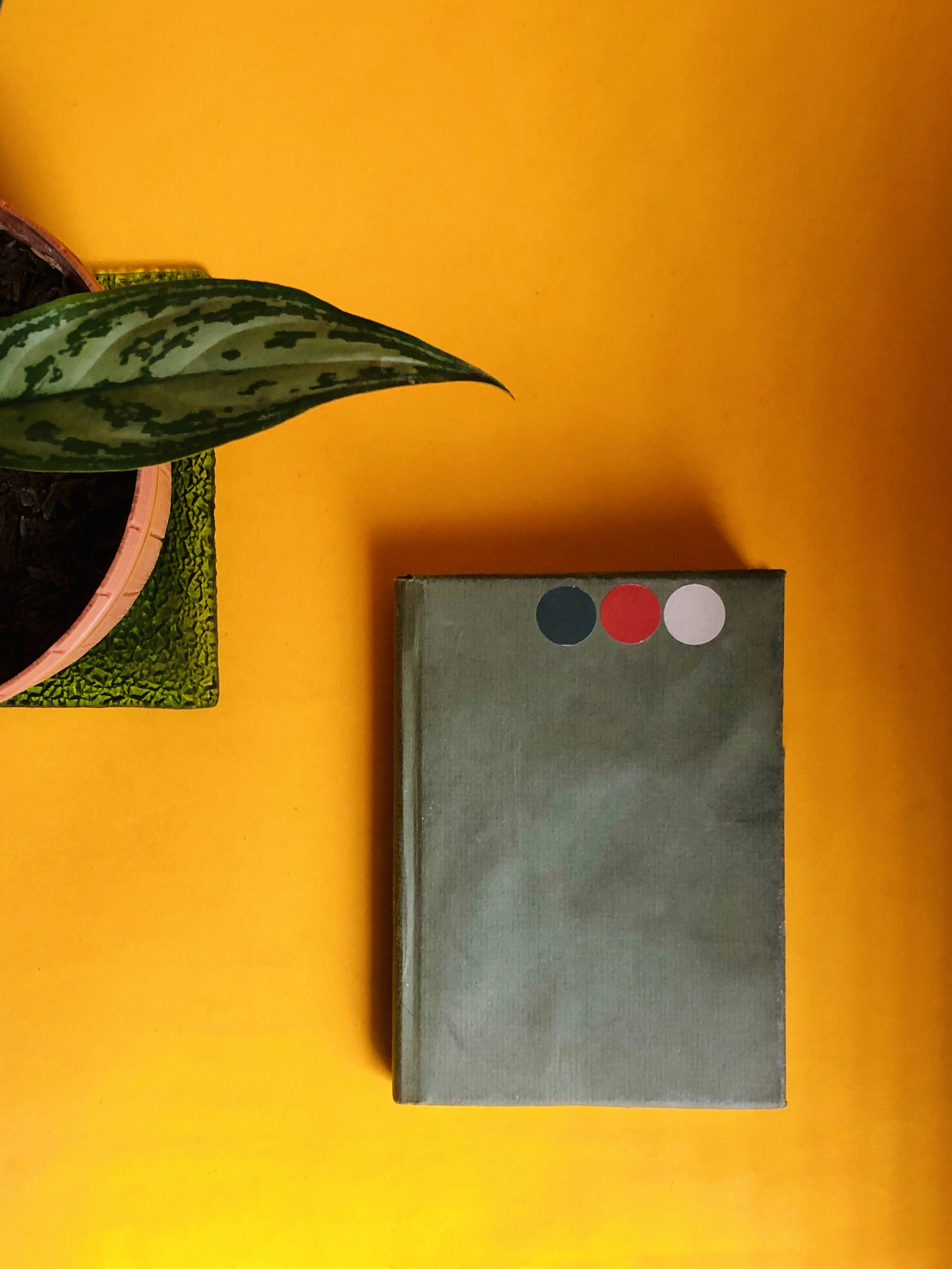 Photo by ellimacaile