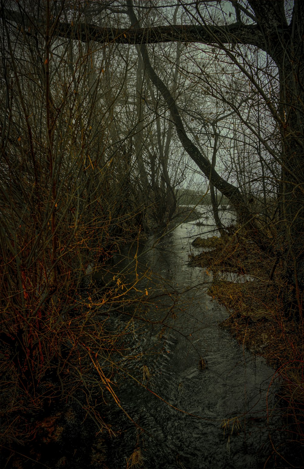 bare trees on river bank during daytime