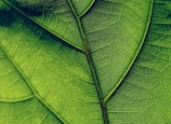 green leaf in close up photography