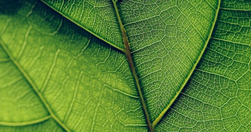 green leaf in close up photography