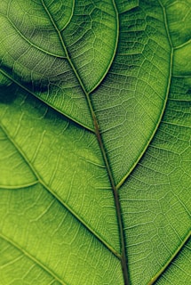 green leaf in close up photography